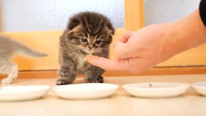 Каким будет расти черный котенок Коко? От 0 дней до 100 дней! 😍До и После