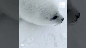 Белое море: белёк на льдине #shorts