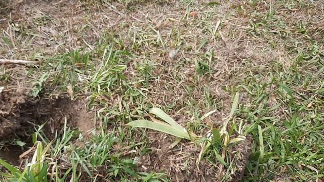 Нашла цветок на участке, пересадила. Не знаю название. смотреть онлайн