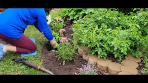 How to Plant Perennials in a Compact Garden: Super Ka-Pow Coral Phlox and Echinacea Mini Belle