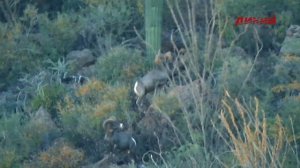 Горная охота Эдуарда Бендерского. Мексика. СКОРО!