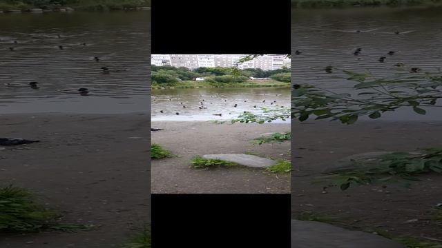 Lake with ducks🦆