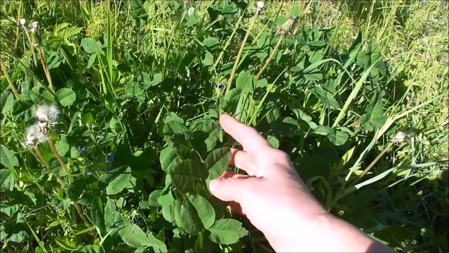 Приглашаю на прогулку по саду, может она окажется познавательной смотреть онлайн