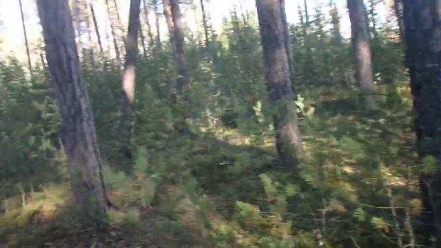 Ориентирование в лесу. Компас - кратко, просто и понятно. смотреть онлайн