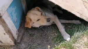 Электрический культиватор !Купили электро копалку !