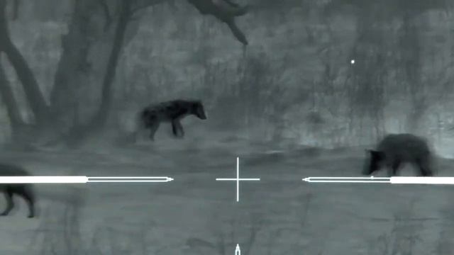 охота с тепловизором на койоть смотреть онлайн