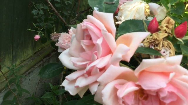 Rosa Albertine Review | Once Flowering Rambling Rose смотреть онлайн