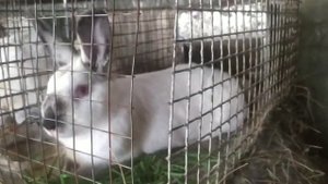Неожиданное чудо?. Грибы коровники вред или польза ?