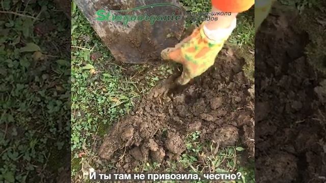 Как из глины создать плодородную почву без завоза земли и перекопки #strogoorganic смотреть онлайн