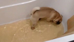 Мопс в воде ))
