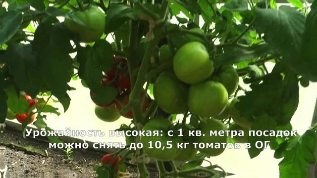 Ранний, вкусный, урожайный – томат Катя F1