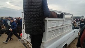 СКОТНЫЙ РЫНОК