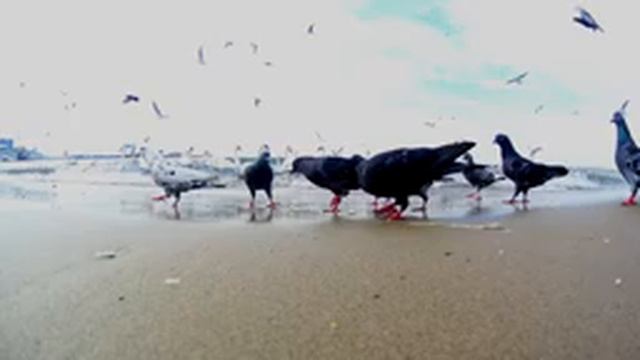 Фото-охота на Черном море смотреть онлайн