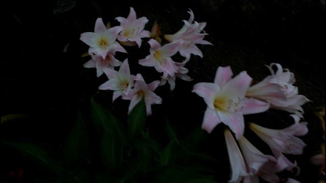 Amaryllis {Belladonna} 2018 смотреть онлайн