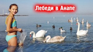 Лебеди на Черном море в Анапе