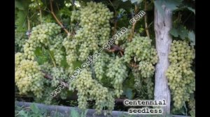 #Виноград от Сергея Гагина #кишмыш3 каталог14