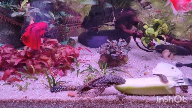 Мой новый аквариум. Запуск аквариума на 115 литров. смотреть онлайн