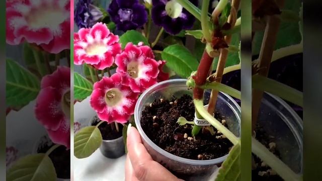 #092 Как продлить цветение глоксинии