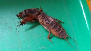 Как выглядит медведка и как от нее избавиться.