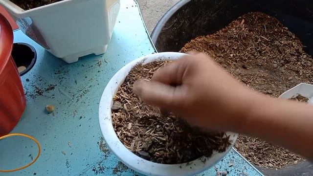 water therapy and repotting my new succulents #watertheraphysucculents#repottingsucculents смотреть онлайн