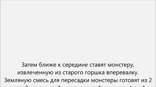 Как пересадить монстеру смотреть онлайн