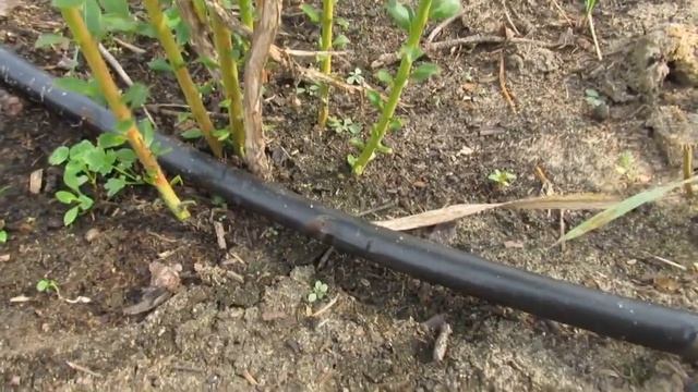 Голубика Блюкроп. Итог роста за лето смотреть онлайн