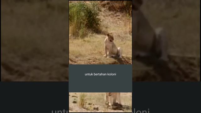 Jerapah Afrika Lahir Langsung Bisa Jalan (Selengkapnya di @billatau ) #jerapah #giraffe #hewan смотреть онлайн