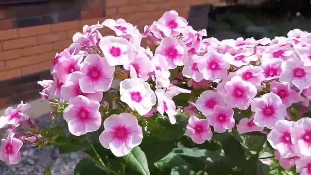 Подкормка флоксов смотреть онлайн