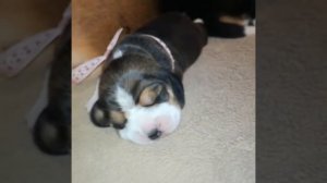 Как спит щенок Бигль