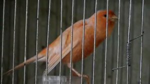 Как поёт оранжевый кенар часть 2