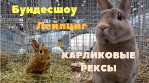 Карликовые рексы на выставке кроликов БУНДЕСШОУ Лейпциг