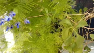 Аспарагус Племхозус  Asparagus Plumosu. Почему у Аспарагуса желтеют и опадают листочки.