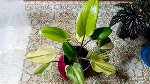 Цветы для дома. Делим дримиопсис.