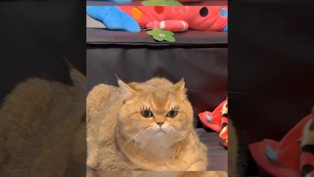 ДомашниеПитомцы