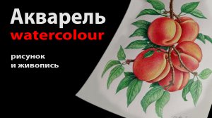 Рисунок и акварель. Персики на ветке #акварель #рисунок #персики