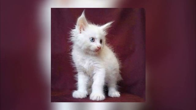 Девушка взяла маленького котенка, даже не подозревая насколько огромным он станет смотреть онлайн