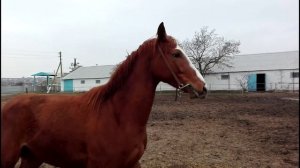 лошадь продажа