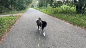 Американская акита, как мы тренируемся и почему с акитой надо постоянно работать.Характер акиты.