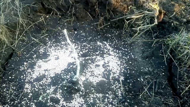 Фундук Трапезунд після зими в північній частині України смотреть онлайн