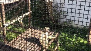 В пензенском зоопарке показали, как растет маленький гиббон