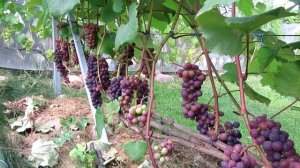 ??Как ускорить созревание винограда и лозы? Первый созревший виноград 2020. Виноград в Беларуси.