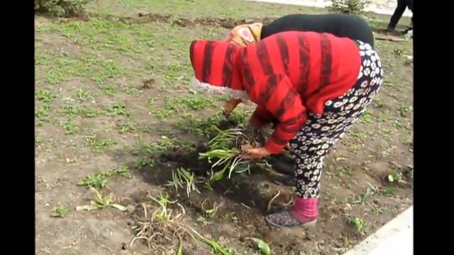 Сажаем Аквилегию, Георгины и Ландыши