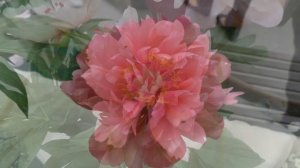 Пионы американской селекции. Выставка пионов. Фестиваль ПИОНЫ СЕВЕРНОЙ СТОЛИЦЫ 2018 Санкт Петербург