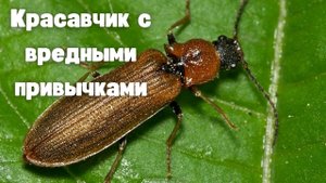 Проволочник. Подборка всех средств и методов против вредителя - подручные, народные и химикаты