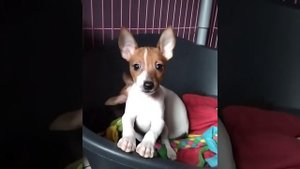 Щенки амер той-фокстерьера Питомник той-фокстерьер??? https:/littlebeast.ru