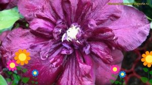 Клематис Ян lll Собески. Краткий обзор, описание clematis jan iii sobieski Клематис Jan III Sobiesk