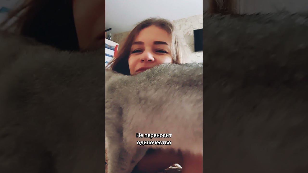 Шотландская прямоухая кошка , партнёр моего канала . Скотиш страйт. смотреть онлайн