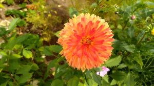 Георгины. Декоративный георгин "Процион". Decorative Dahlia "Procyon" . Dekorative Dahlie "Procyon"