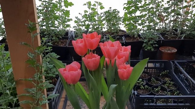 Где взять тюльпаны на следующий сезон? ??( это не предложение, это вопрос) Выгонка тюльпанов. смотреть онлайн