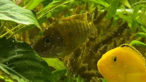 Аулонокара Бенша